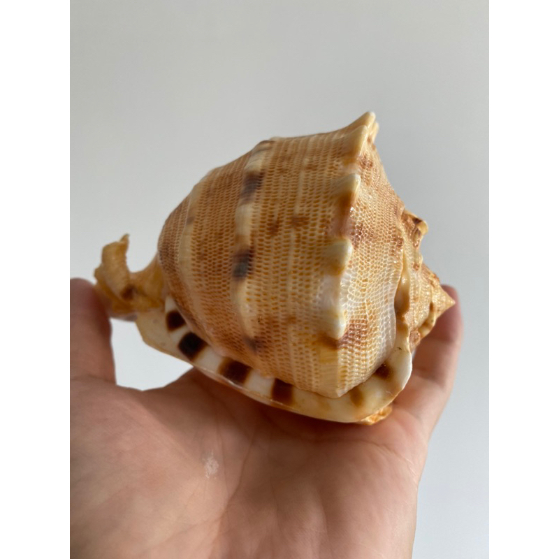 rare-sea-snail-shell-golden-big-sea-snail-shell-tiger-pattern