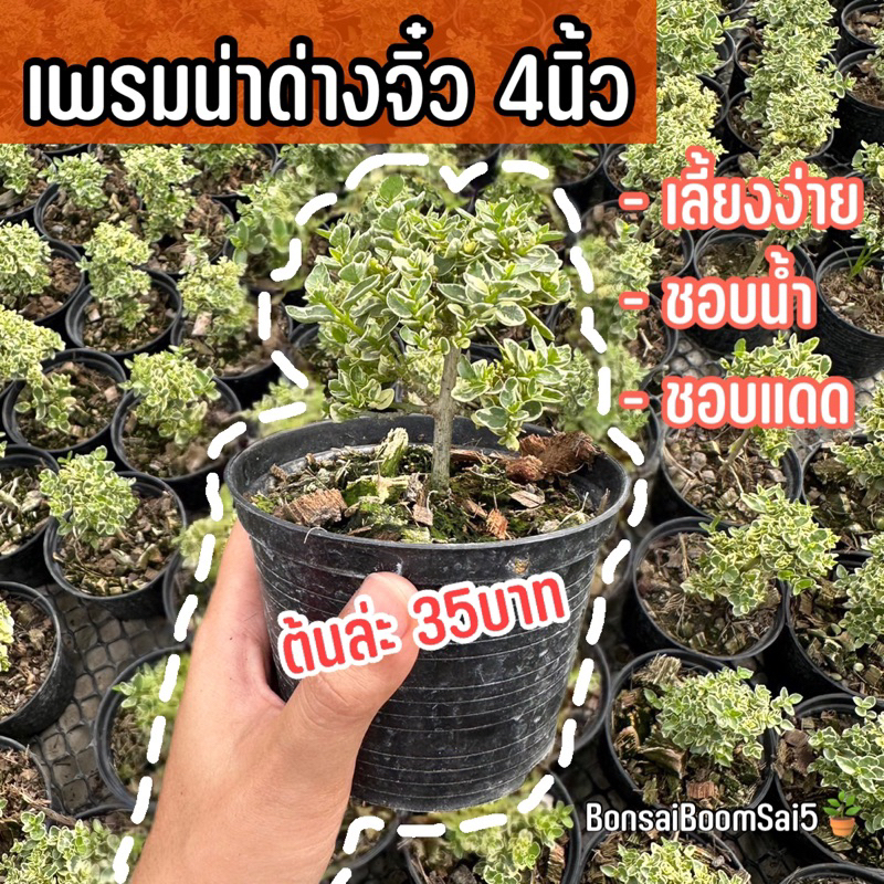 เพรมน่าจิ๋ว-บอนไซมินิ-บอนไซจิ๋ว-กระถาง4นิ้ว