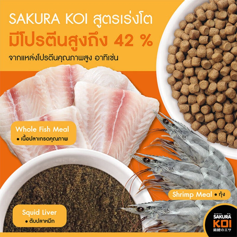 sakura-koi-อาหารปลาคาร์ฟ-สูตรเร่งโต-ขนาด-6-5-กก-2-ถุง-แถมเก้าอี้-1-ตัว