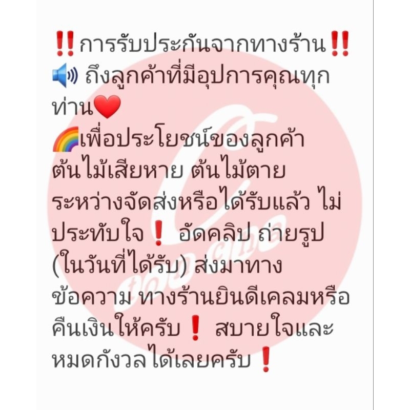 ต้นเข็มแคระ-เข็มแคระชมพู-กระถาง-6-นิ้ว