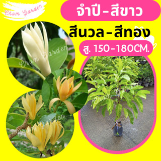 ต้นจำปี #จำปีสีขาว #จำปีสีนวล #จำปีสีทอง #จำปี ต้นใหญ่ สูง 150-180 cm.