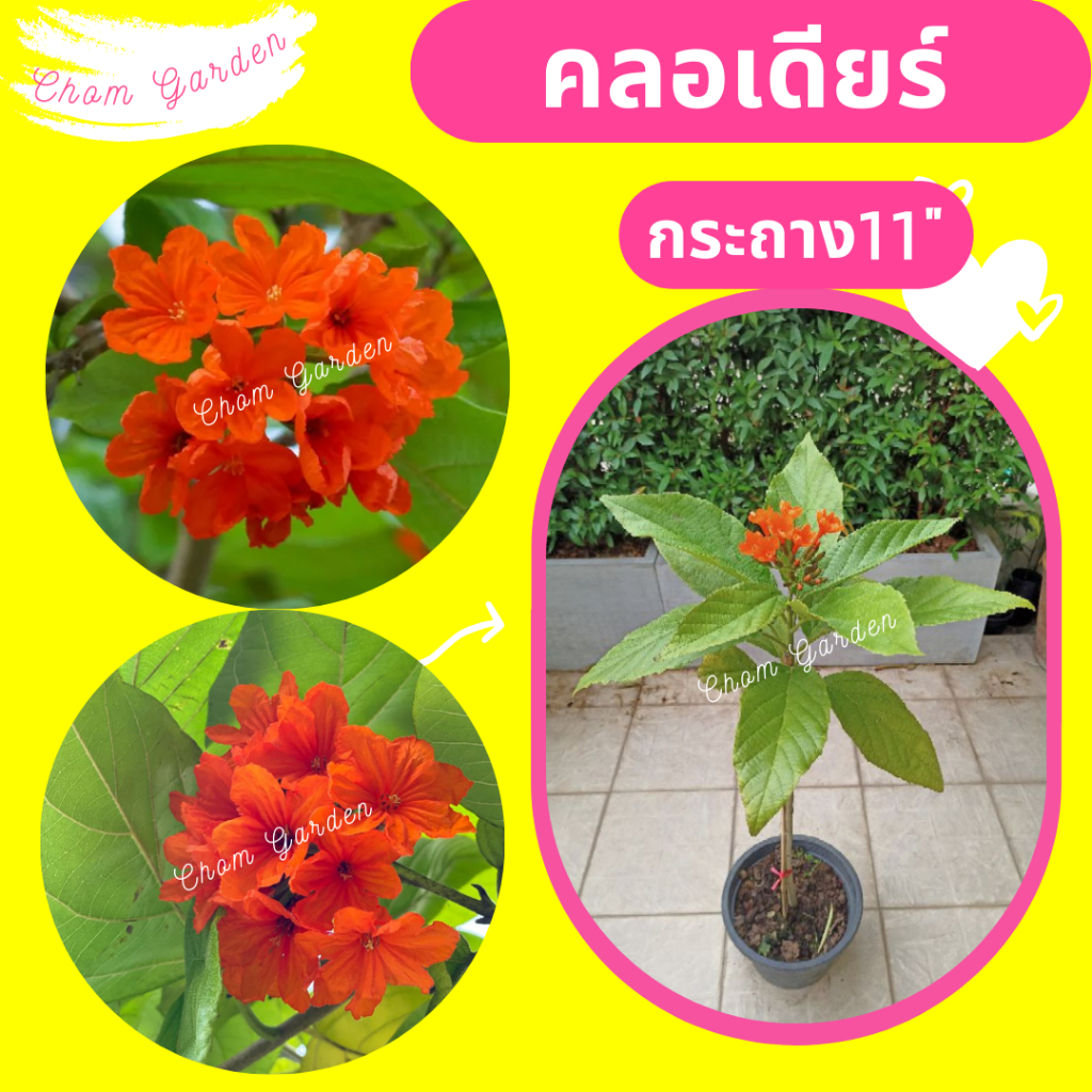 ต้นคลอเดียร์-คลอเดียร์-คลอเดียร์สีส้ม