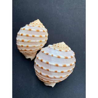 Beautiful sea snail shell 2pcs=39baht