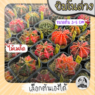 ต้นยิมโนด่าง เลือกต้นได้ LBHBด่าง SET เหลืองอ่อน (gymnocalycium) - กระบองเพชร ราคาถูก🌵แคคตัส🌵