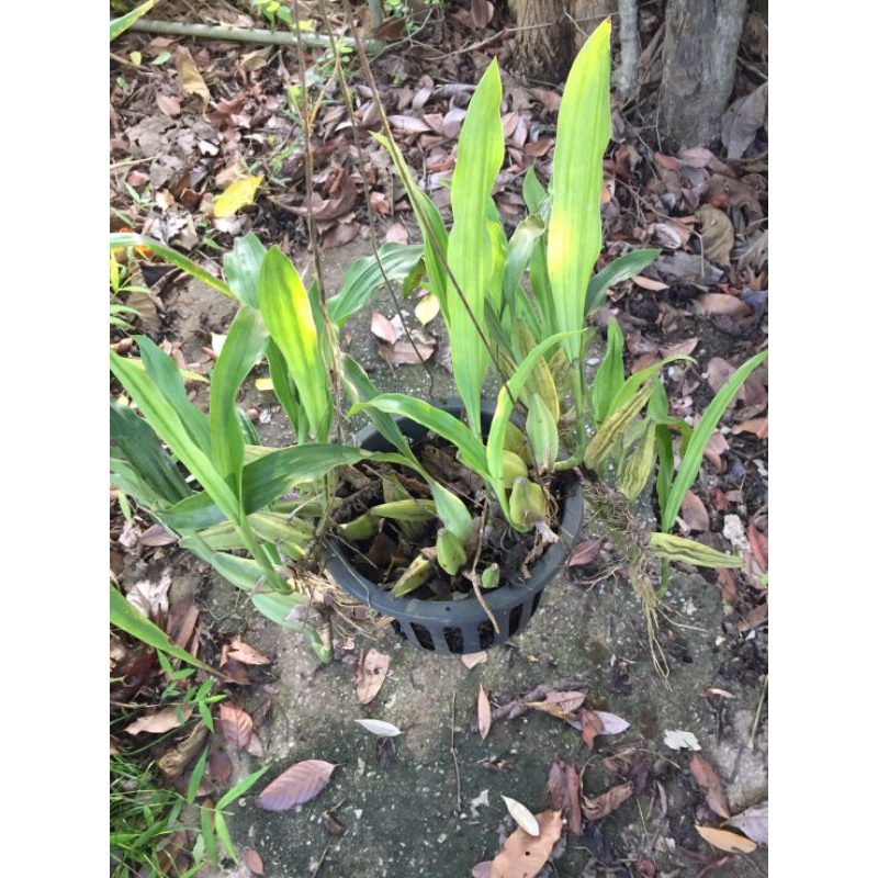 เอื้องหมากเชียงดาว-coelogyne-suaveolens