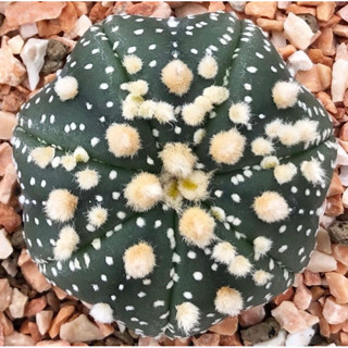 🌈⭐️ 🐰🐰🐰Astrophytum asterias ‘HANAZONO’  ประจุดออกมาตั้งแต่ไซส์นี้ โดดเด่นมาก