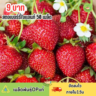 9บาท สตอเบอร์รี่แดงใหญ่ ใจแอนท์ บรรจุ 50 เมล็ด