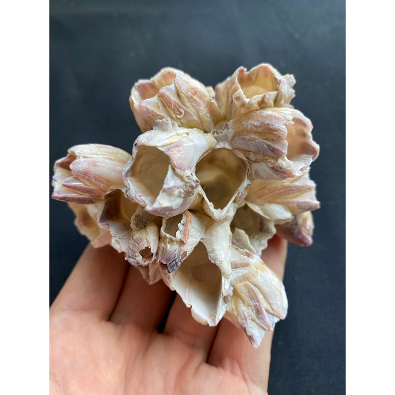 เปลือกหอยธรรมชาติ Natural Barnacles shells | Shopee Thailand