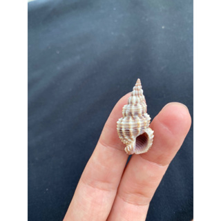หอยสังข์ตัวเล็กสีเทา shot pattern conch shell 3-4cm song
