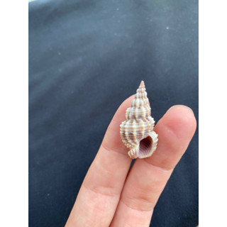 หอยสังข์ตัวเล็กสีเทา shot pattern conch shell 3-4cm song