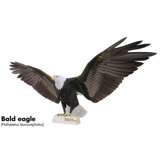 โมเดลกระดาษ 3D : Bald Eagle อินทรีหัวขาว หรือ อินทรีหัวล้าน กระดาษโฟโต้เนื้อด้าน  กันละอองน้ำ ขนาด A4 220g.