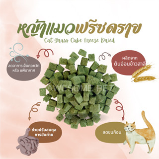 หญ้าแมวฟรีซดราย หญ้าแมวแห้ง ต้นอ่อนข้าวสาลี (Cat Grass Cube Freeze Dried) ฟรีซดรายหญ้าแมว