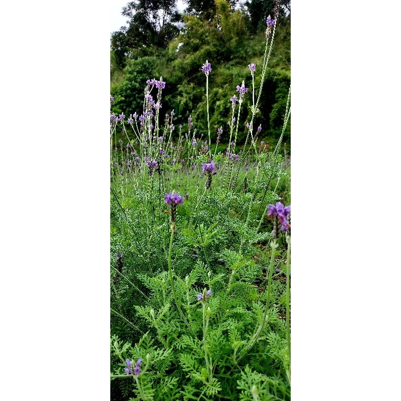spanish eye lavender/สแปนิช อาย ลาเวนเดอร์ Shopee Thailand