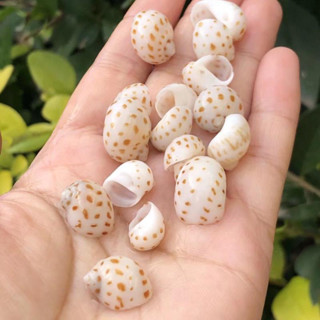 White and red-spotted jade snails หอยทากหยกจุดขาวและแดง