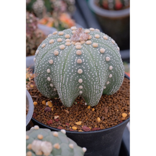 Astrophytum แคคตัส แอสโตรไฟตัม