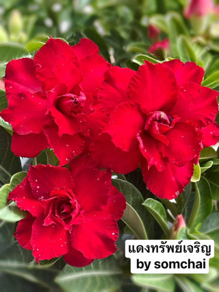 ชวนชมดอกซ้อน🌺แดงทรัพย์เจริญ🌺 จัดส่งถอนต้น ขนาดกระถาง6นิ้ว