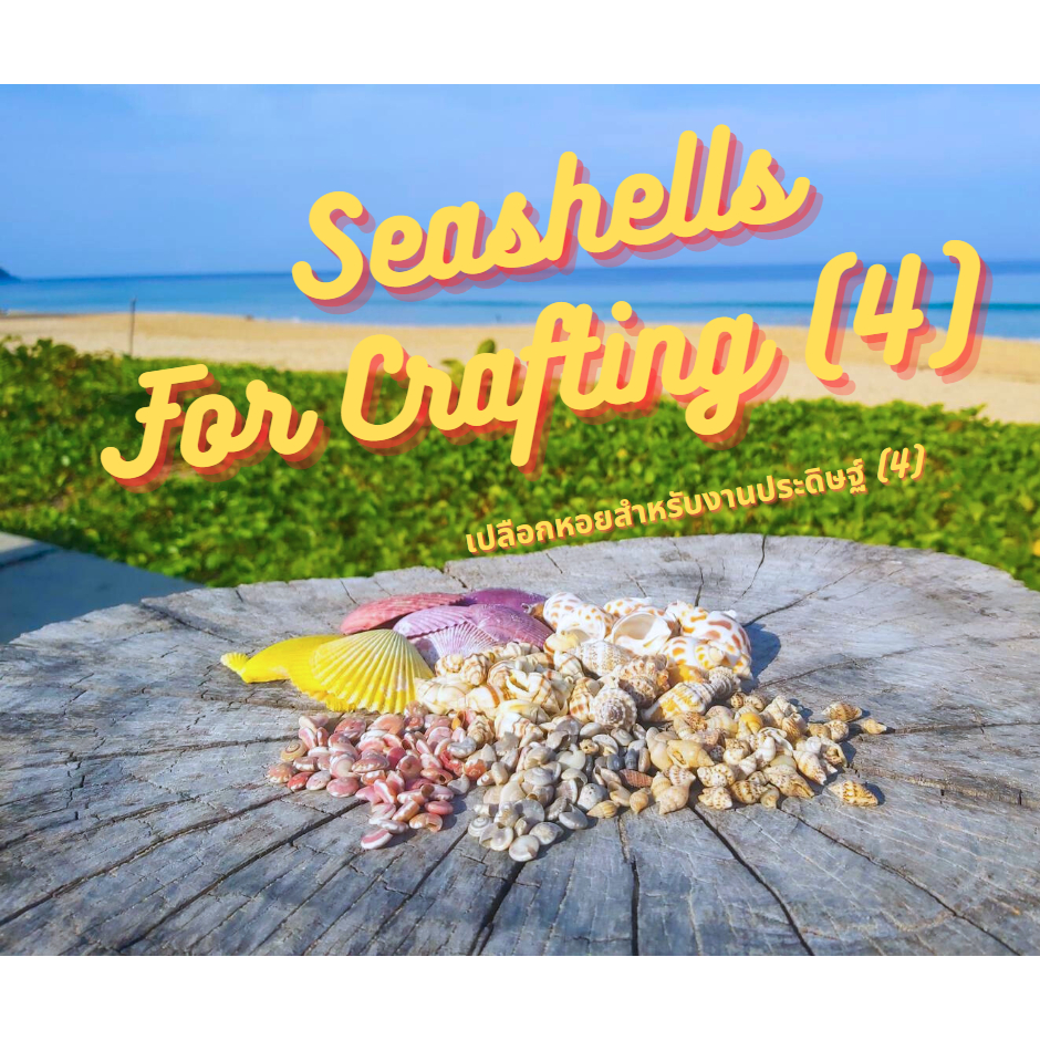 andaman-seashell-เปลือกหอยสำหรับงานประดิษฐ์-ชุด-4-seashells-for-crafting-set-4