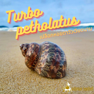 Andaman seashell เปลือกหอยตาวัวเวียดนาม (Turbo petholatus)