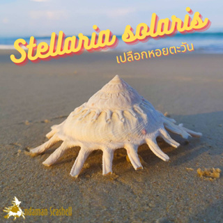 Andaman seashell เปลือกหอย หอยตะวัน (Stellaria solaris)