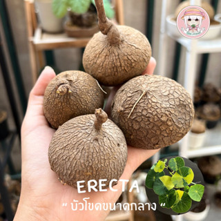 บัวบกโขด 5-6cm《 หัวกลาง  》Stephania erecta หัวโขดดิบลุ้นใบด่าง งานคัดหัวกลมสวย สุขภาพดี พร้อมคู่มือการเลี้ยง