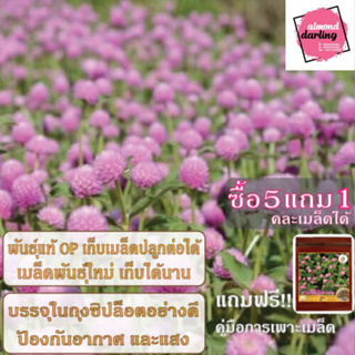 ซื้อ5 แถม1 เมล็ดพันธุ์ ดอกบานไม่รู้โรย สีชมพู 20 เมล็ด (Pink Globe Amaranth Flower Seed) เมล็ดพันธุ์แท้ ปลูกง่าย อัตรางอ
