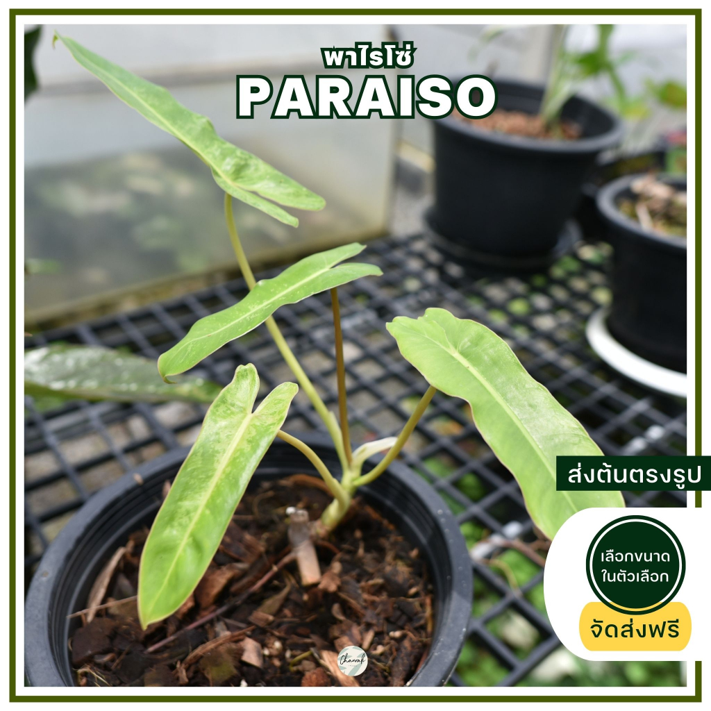 philodendron-paraiso-ฟิโลเดนดรอน-พาไรโซ่