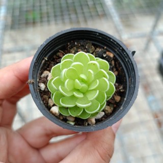 พืชกินแมลง PINGUICULA Esseriana ไม้กินแมลง ดอกสีขาวม่วง Succulent Echeveria Haworthia Cactus Lithop ไม้อวบน้ำ