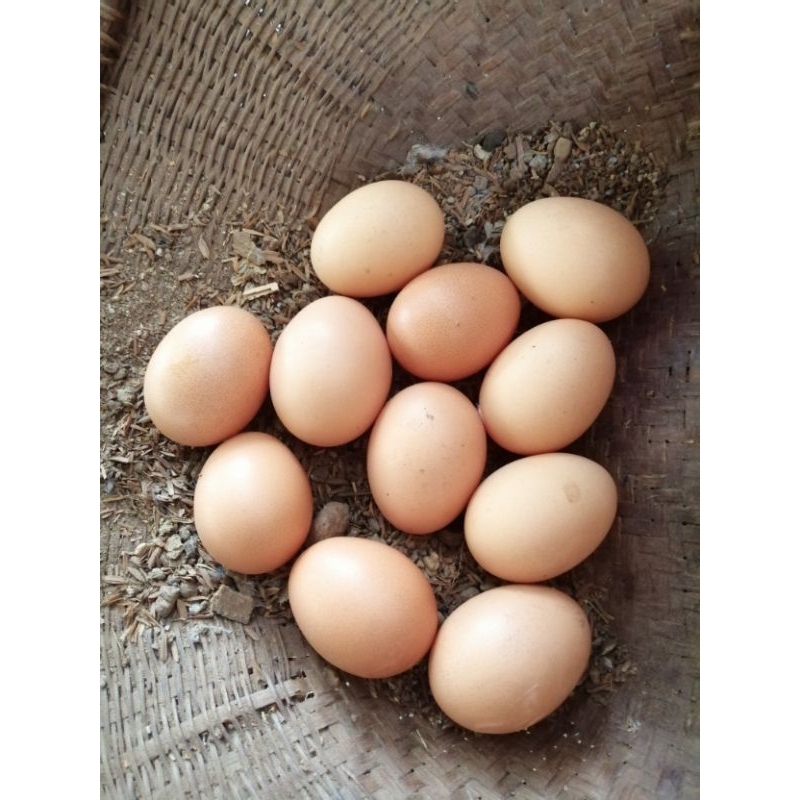 ไข่เชื้อ-ไก่ไข่-โรดไอแลนด์ไวท์-สำหรับนำไปฟักเอง-สีขาวหงอนแดงสวย