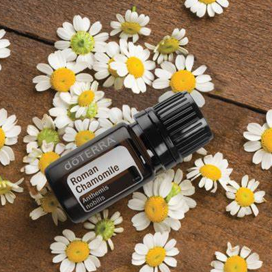 doterra-roman-chamomile-โรมัน-คาโมมายล์-5ml-หอมดุจแอปเปิ้ล-หอมสดชื่น-ปลุกใจ-ใช้บนผิวก็หอม-บำรุงผิว-ให้ดูอ่อนเยาว์