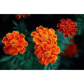 เมล็ด ดอกดาวเรืองฝรั่งเศส  French Marigold พร้อมปลูก  ซองละ 29 บาท