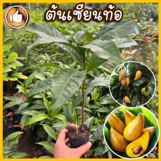 ต้นเซียนท้อ ต้นม่อนไข่ ต้นแข็งแรง ลูกดก (Pouteria Campechiana) 🌱รับประกันสินค้าเสียหาย เคลมให้ครับ