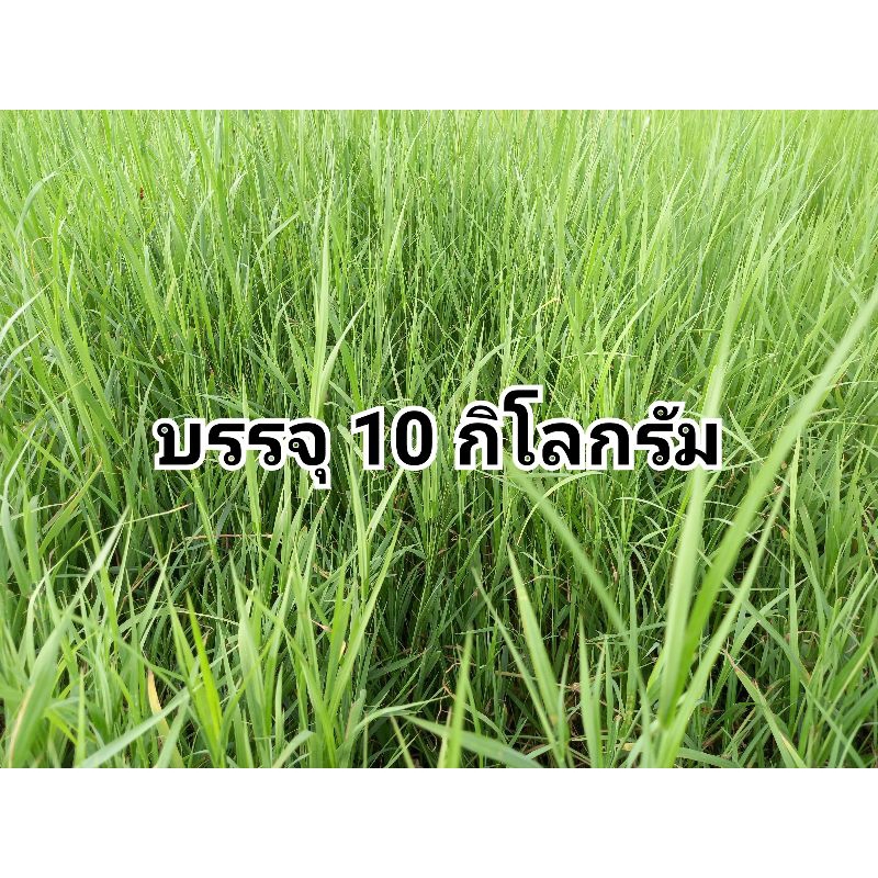 พันธุ์หญ้า-แพงโกล่า-สำหรับนำไปปลูก-บรรจุ-10-กิโลกรัม-แถมฟรี-1kg