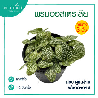 พรมออสเตรเลีย กระถาง 3 นิ้ว Mosaic Plant ต้นไม้ฟอกอากาศ ต้นไม้