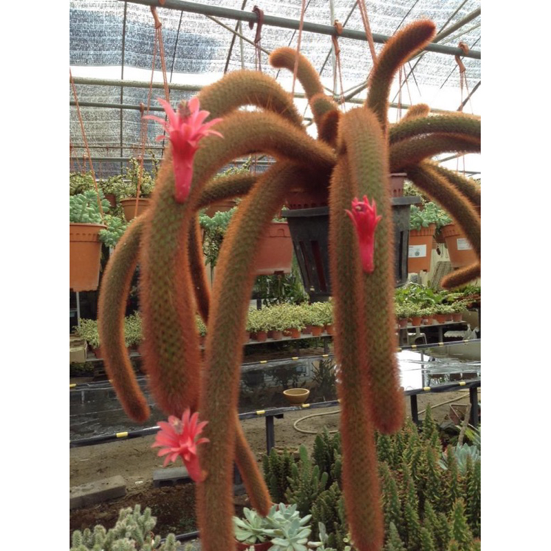 หางกระรอกสีแดง-cactus-echinopsis