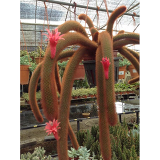 หางกระรอกสีแดง Cactus echinopsis