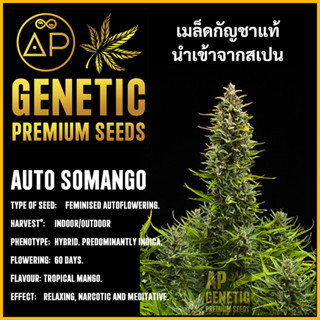 🇪🇸 เมล็ดกัญชา Auto Somango เมล็ดค่าย AP Genetic นำเข้าจากสเปน เมล็ดกัญ ชา ออโต้ เพศเมีย แท้ 100% ควบคุมคุณภาพอย่างเข้มงว