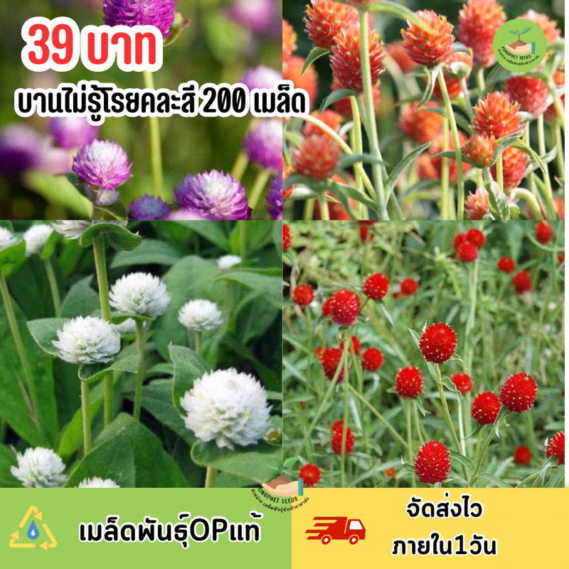 บานไม่รู้โรย200-เมล็ด-คละสี-คุ้มมากไม่มีที่ไหนถูกกว่า