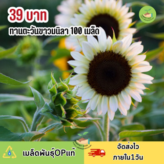 เมล็ดพันธุ์ ดอกทานตะวันขาววนิลาไอซ์100 เมล็ด