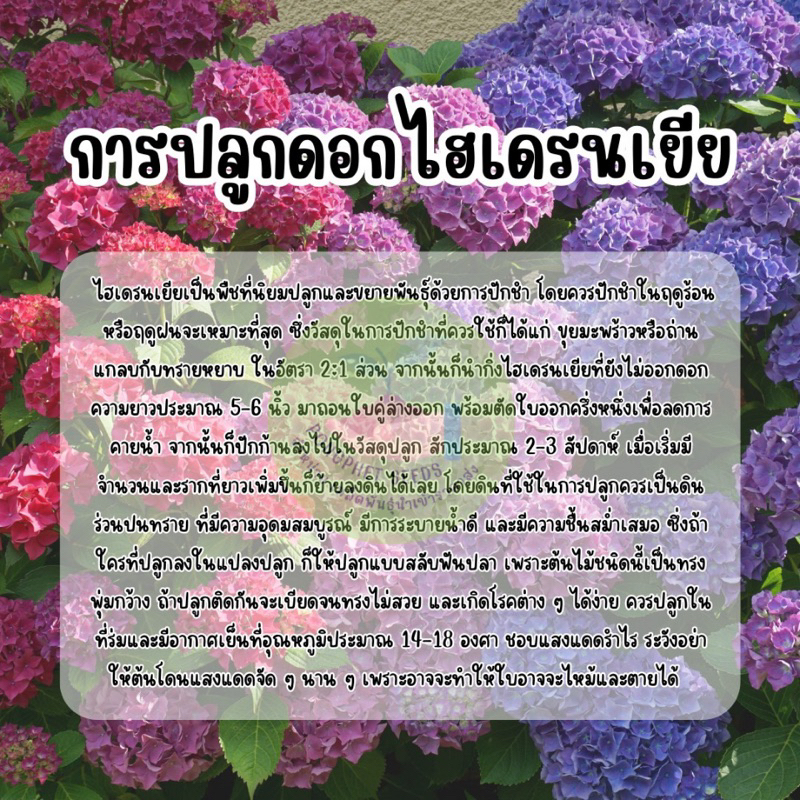 ดอกไฮเดรนเยียคุ้มสุดๆ-เมล็ดพันธุ์ไฮเดรนเยีย-เมล็ดพันธุ์ดอกไฮเดรนเยียราคาส่ง