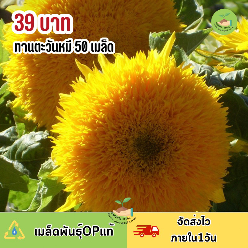 เมล็ดพันธุ์ดอกทานตะวันหมี-เท็ดดี้แบร์-60-เมล็ด