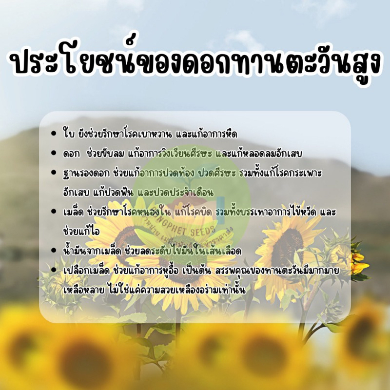 ดอกทานตะวันสูง300-เมล็ด-มีของแถม-ราคาส่งโรงงาน-ถูกที่สุด