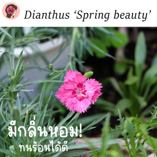 เมล็ดดอกผีเสื้อพันธุ์ Spring beauty คละสี ถ่ายจากต้นจริงค่ะ