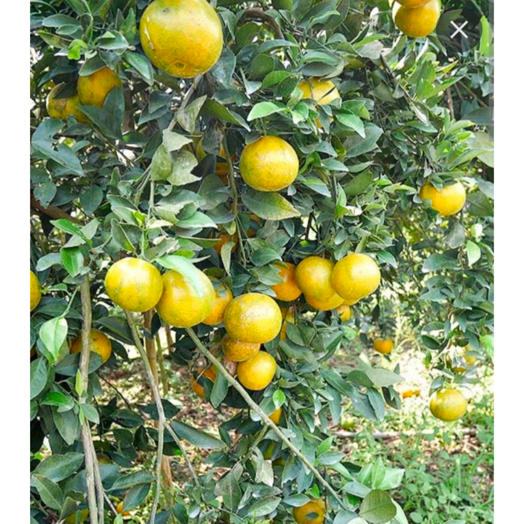 1ต้น-100-120-cm-ต้น-ส้มเขียวหวานพันธุ์บางมด-ส้มเขียวหวานบางมด-ส้มเขียวหวาน-บางมด-กิ่งตอน-ส้มบางมด-กิ่งตอน-พงษ์วริษ