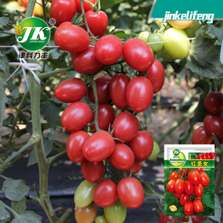 [ 300เมล็ด] เมล็ดพันธุ มะเขือเทศ เชอรี่ ( Red Cherry Tomato Seed ) ทรงรี เนื้อแดง รสหวาน นิยมกินสด