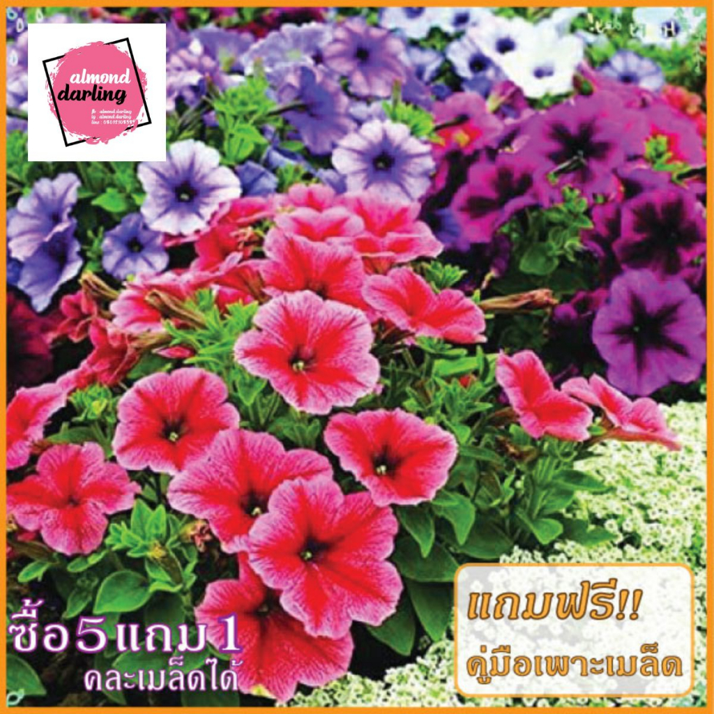 ซื้อ5-แถม1-เมล็ดพันธุ์-ดอกพิทูเนีย-ดอกไม้กินได้-120-เมล็ด-mixed-petunia-flower-seed-เมล็ดพันธุ์แท้-ปลูกง่าย-อัตรางอก