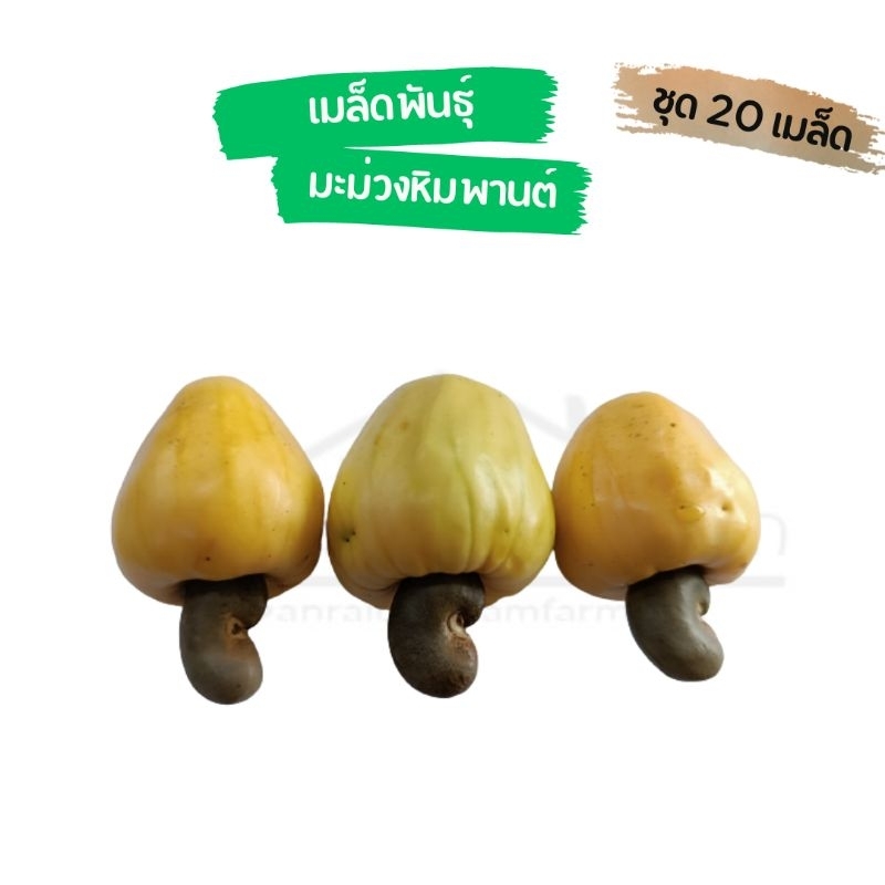 เมล็ดมะม่วงหิมพานต์-ผลสีเหลือง-ชุด20-เมล็ด