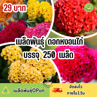 ถูกสุดคุ้ม ดอกหงอนไก่คละสี บรรจุ 250 เมล็ด