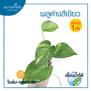 **ขั้นต่ำ 5 กิ่ง**  พลูด่างสีเขียว (จำนวน 1 กิ่ง ) เลี้ยงน้ำได้  Epipremnum aureum ต้นไม้ฟอกอากาศ พลูด่าง