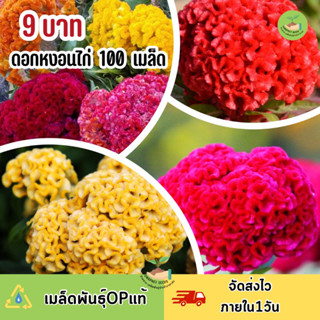 พิเศษ 9 บาท เมล็ดพันธุ์ ดอกหงอนไก่บรรจุ 100 เมล็ด คละสี