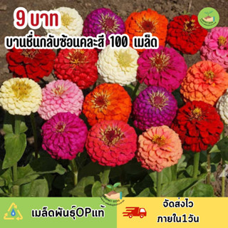 พิเศษ 9 บาท เมล็ดพันธุ์ดอกบานชื่นกลีบซ้อนหลากสี บรรจุ100 เมล็ด